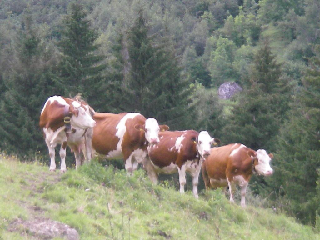 Appartamento Haus Roland Zell am Ziller Esterno foto